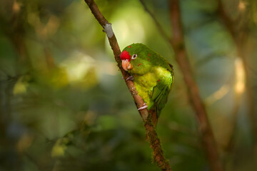 Crimson-fronted Parakeet, Aratinga funschi, portrait of light green parrot with red head, Costa Rica. Wildlife scene from tropical nature. Bird in the habitat.