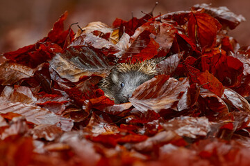 Find the hedgehog in fall red leaves  Autumn wildlife. Autumn orange leaves with hedgehog. European Hedgehog, Erinaceus europaeus,  photo with wide angle. Cute funny animal with snipes. - obrazy, fototapety, plakaty