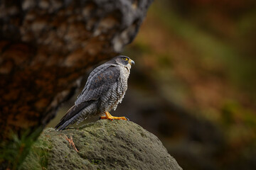 Czech wildlife. Peregrine Falcon sitting on the rock with caught bird. Bird of prey sitting on the stone with forest in the background. Wildlife scene from nature. Bird in Europe.