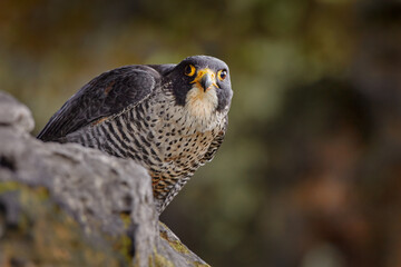 Peregrine Falcon sitting on the rock with caught bird. Bird of prey sitting on the stone with forest in the background. Wildlife scene from nature.
