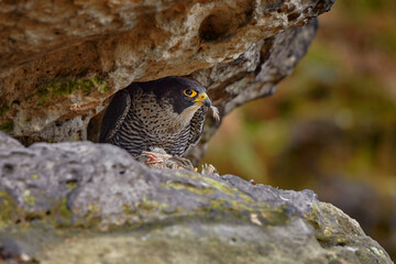 Peregrine Falcon sitting on the rock with caught bird. Bird of prey sitting on the stone with forest in the background. Wildlife scene from nature.