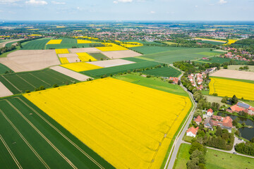 aerial view of a field of sunflowers and canolas - obrazy, fototapety, plakaty