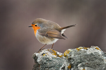 European Robin, Erithacus rubecula, orange songbird sitting on the stone. Nice bird in the nature habitat, spring Poland. Orange grey songbird. Europe wildlife, bird in habitat.