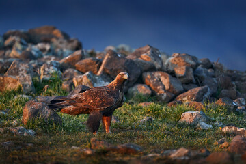 Wildlife in Balkan. Golden eagle,walking between the stone, Rhodopes mountain, Bulgaria. Eagle,...