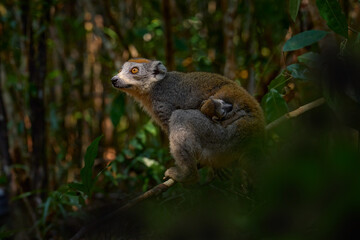 Eulemur coronatus, Crowned lemur, small monkey with young babe cub in the fur coat, nature habitat, Madagascar. Lemur in the forest nature, wildlife.