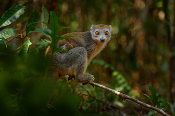 Eulemur coronatus, Crowned lemur, small monkey with young babe cub in the fur coat, nature habitat, Madagascar. Lemur in the forest nature, wildlife.
