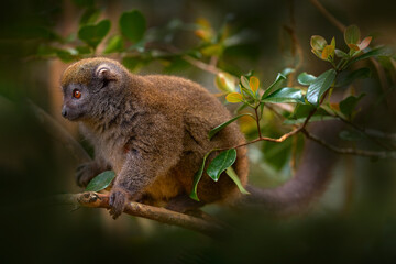 Eastern lesser bamboo lemur, Hapalemur griseus. grey monkey in the nature habitat. Andasibe Mantadia NP in Madagascar. Cute lemur with open muzzle with pink tongue. Madagascar - wildlife nature.