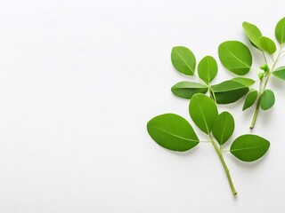 Fototapeta premium Vibrant herbal moringa leaves on a white background, showcase the freshness and natural health benefits of this nutrient-packed superfood