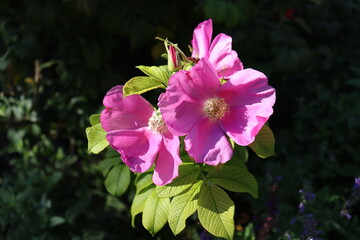 closeup of rose hip flowers