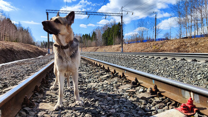 Dog German Shepherd near railway. Russian eastern European dog veo next to rails and sleepers. A...