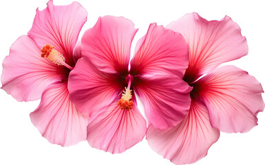Hibiscus Petals with Transparent Background, Exotic Floral Elements