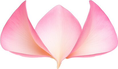 Lotus Petals Forming Triangular Shape, Transparent Background, Serene Floral Elements