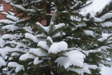 Needles of European spruce covered with snow in January