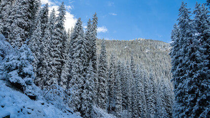 snowy winter forest in the mountains. spruce in the snow