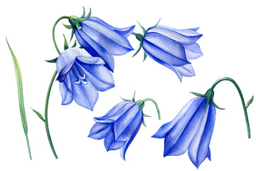 Bluebell flowers set watercolor, blue wildflower and bud isolated on a white background. Hand drawn floral. Bells plant