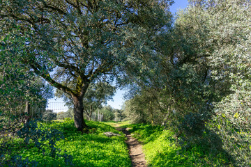 Fototapeta na wymiar Tranquil paths winding through Alentejo's countryside, shaded by trees. Serene beauty captured in a moment.