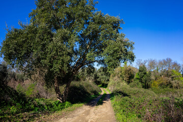 Fototapeta na wymiar Tranquil paths winding through Alentejo's countryside, shaded by trees. Serene beauty captured in a moment.