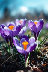 A group of purple flowers growing out of the ground. Suitable for nature-themed designs and gardening projects