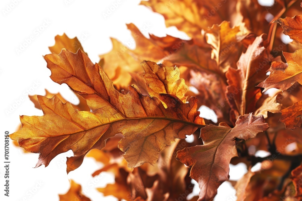Poster a close-up view of a single leaf on a tree. this image can be used to depict nature, foliage, season