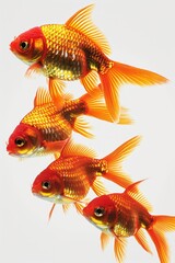 A group of goldfish swimming peacefully in clear water. Perfect for illustrating aquatic life and nature.