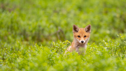 Little fox