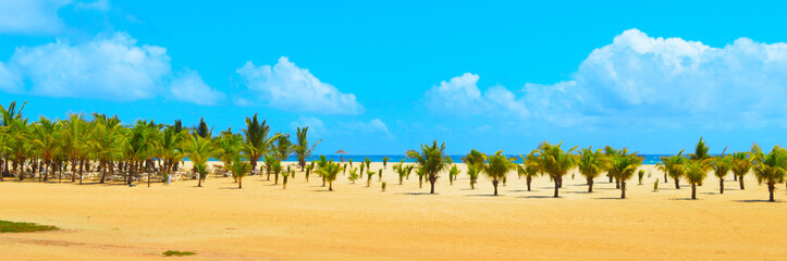 Palm trees on Boa Vista beach banner