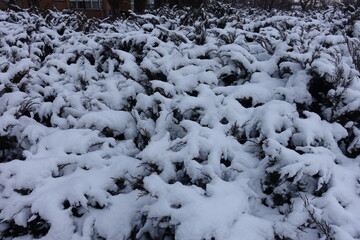 Mass of snow on shrubs of savin juniper in January