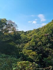 Obraz premium This is a subtropical forest on Jeju Island.