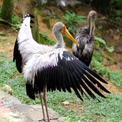 Birds in Kuala Lumpur Bird Park