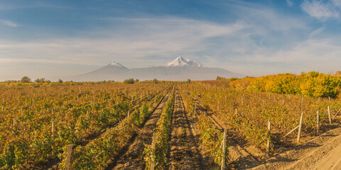 Wide angle panoramic view of sunrise over the Ararat mountains with the vineyard in foreground at fall. Travel destination Armenia