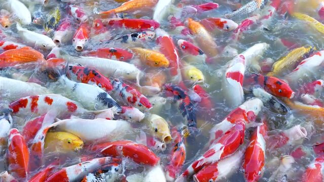 Beautiful colorful koi fish float in the water.