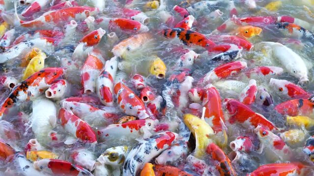 Beautiful colorful koi fish float in the water.