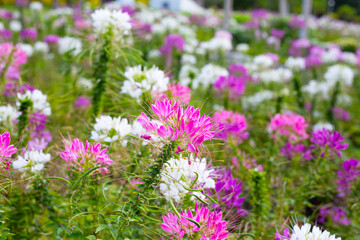 Fototapeta premium Cleome spinosa flower in the park