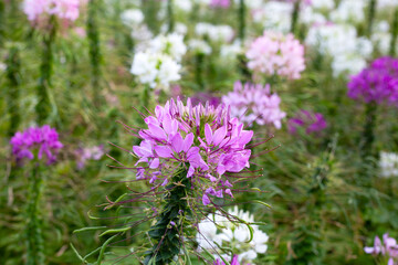 Cleome spinosa flower in the park