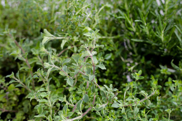 Fresh herbs in the garden