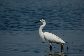 Little Egret, Egretta garzetta in Isikli Lake, Turkey. Blue coloured lake background.