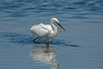 Little Egret, Egretta garzetta, carries the fish it caught in its beak in Isikli Lake, Turkey.