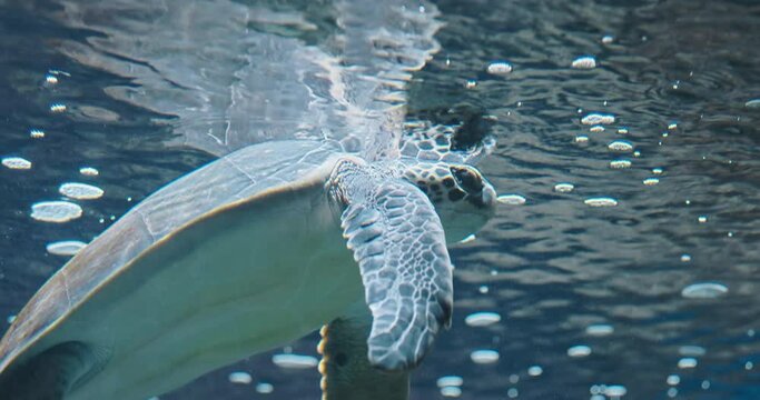 Close up, turtle face underwater on blue water ripples backdrop. Wild turtle swim in clear tropical ocean. Caretta turtle move flippers slowly in calm sea. Marine wildlife. Aquatic nature. 4k footage