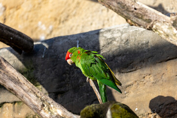 Scarlet-fronted parakeet sitting on a branch, red and green parrot on tree