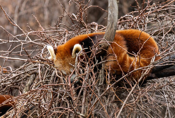 Red panda sleeping in their nest