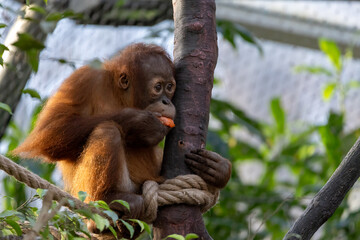 Small orangutan eating a carrot on tree © TheGoldTiger