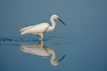 Little egret, Egretta garzetta and its reflection in the lake. Lake Isikli, Turkey.