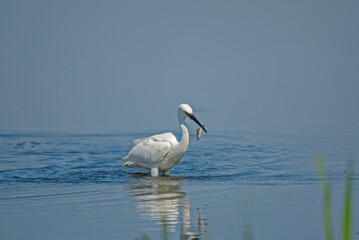 Fototapeta na wymiar Little Egret, Egretta garzetta, carries the fish it caught in its beak in Isikli Lake, Turkey.