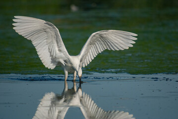 Little Egret, Egretta garzetta is hunted in Isikli Lake, Turkey.