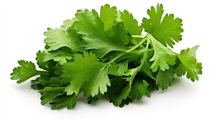 bunch of parsley isolated on white background. healthy 