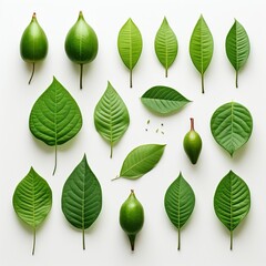Set of avocado tree leaf isolated on white background