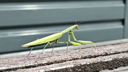 the famous insect known as the praying mantis in a close-up photograph from August 2023 in Italy