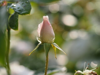 白いバラ　アイスバーグ　つぼみ
