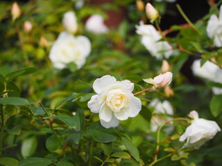 Obraz na płótnie Canvas 白いバラ　アイスバーグ