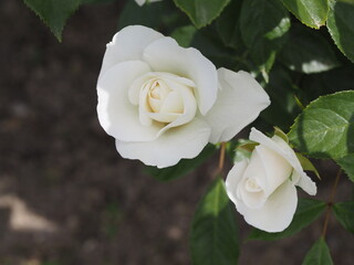 白いバラ　アイスバーグ